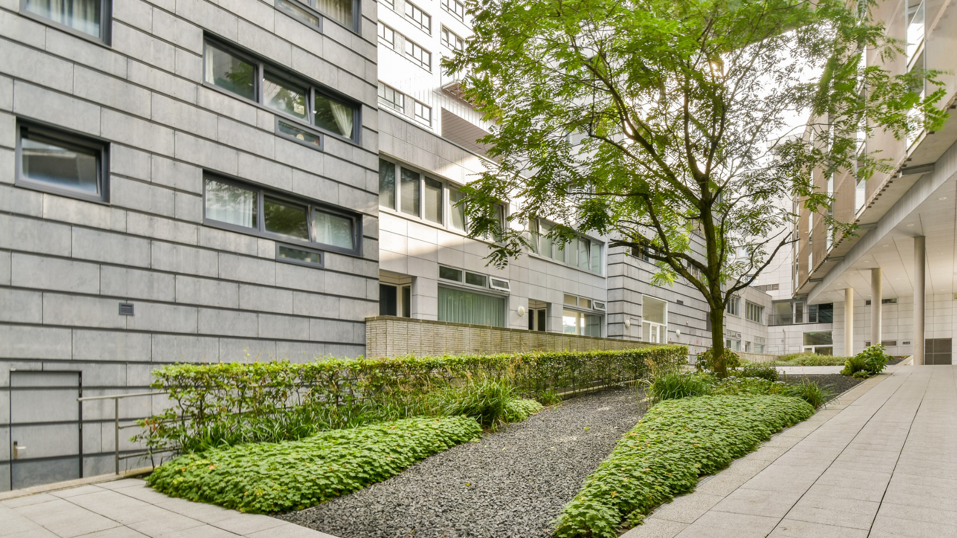 Ein Baum wächst im Innenhof einer dicht besiedelten Wohnanlage